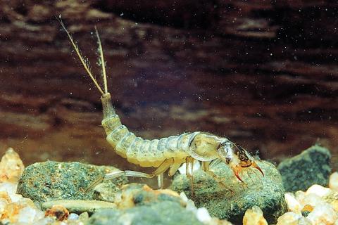 Diving beetle larva, known as a water tiger