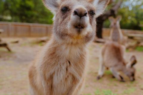 Young kangaroo looks at camera