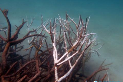 Dead and dying staghorn coral, central Great Barrier Reef in May 2016. Credit: Johanna Leonhardt