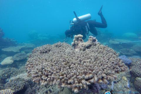 SCUBA diver with bleached coral on Great Barrier Reef.