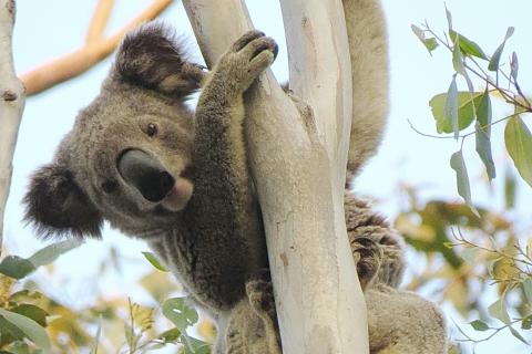 Great Koala National Park Dwindling??? Photo: Dailan Pugh