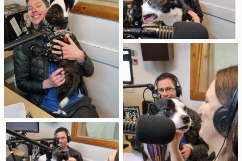 Photos of Meg, Nick and Moo Moo in the 3CR studio