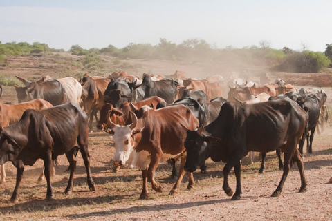 Cattle in Africa