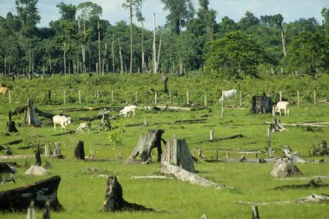 Deforestation by livestock farming