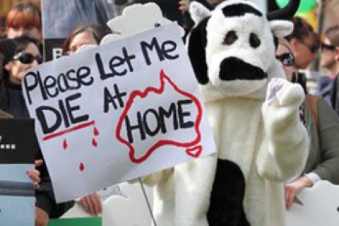 Photo of a 2011 stop live export rally in Perth, with someone wearing a cow outfit, holding the banner reading ‘Please let me die at home’.