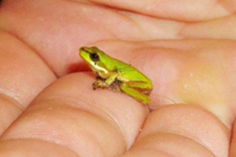 Picture of a tiny frog in someone's palm