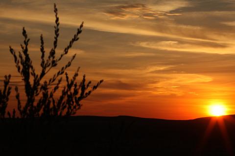 desert sunset with silhouette of grass plant in foreground