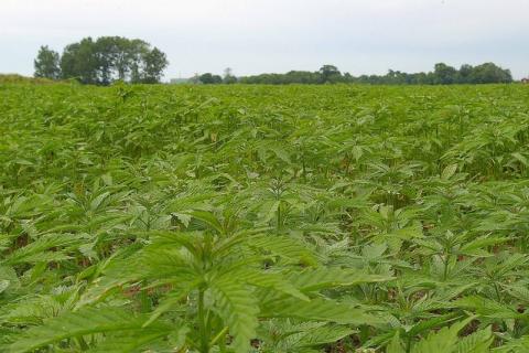 A field of industrial hemp 