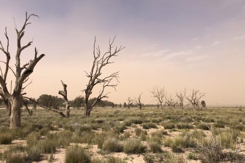 Dry Menindee Lake, photo credit: Megan Williams