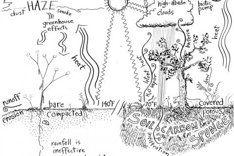 A diagram showing factors that build the soil carbon sponge