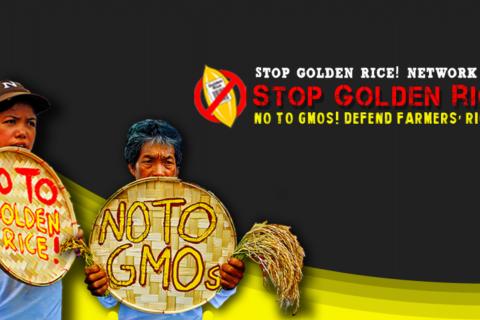 This picture is a campaign promotional graphic headed with some text saying “Stop Golden Rice! Network; Stop Golden Rice! No to GMOs! Defend Farmers Rights!” There is a logo depicting a single gold rice grain with a label on it saying “Golden Rice” and a bar code, encircled with a prohibition sign. There are also 2 Indigenous farmers each holding a threshing basket and a clump of freshly harvested rice. One basket has text saying “No to Golden Rice” and the other has text saying “No to GMOs”.