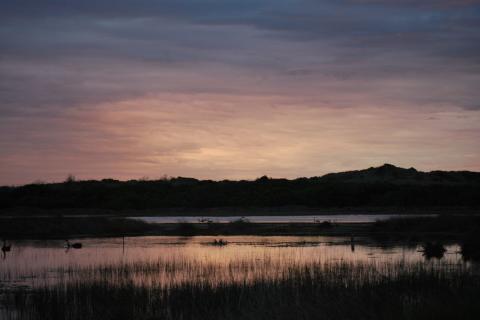 A photograph of Belfast Coastal Reserve at sunset. There is a wetland with lots of reeds and swans. In the background there are hills.