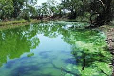 Blue green algae outbreak along the Murray River.