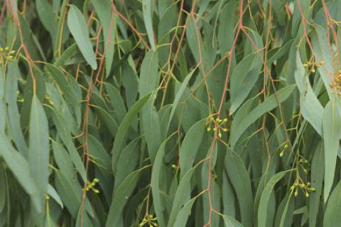 a mass of beautiful green eucalyptus leaves with delicate red stems
