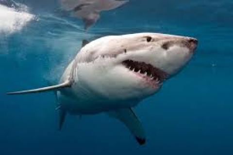 Shark photograph ABC News 