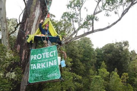A woman perches high up in a giant eucalyptus tree on a tree-sit platform. She is wearing a helmet and sheltered by a tarp, and she is waving. Two water storage containers and a banner saying Protect Takayna/Tarkine dangle from the platform. The lush forest canopy is visible in the background. 