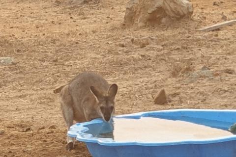 Wallaby drinking from a bowl.