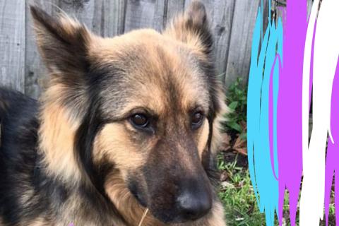 A large friendly dog sitting in a yard, looking past the viewer