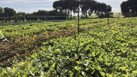 Fare Share Crop Growing at Clayton South