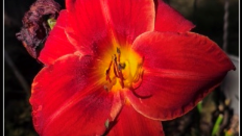 Day Lily