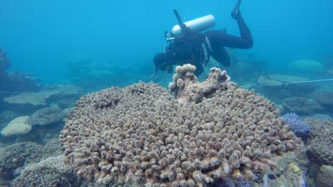 SCUBA diver with bleached coral on Great Barrier Reef.