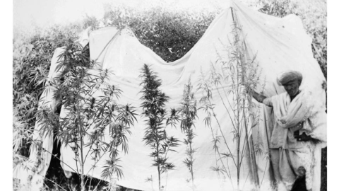 A cannabis farmer shows examples of male (right) and female (left) hemp plants in Khandwa, India 1893 (public domain via Irfan ッ Khan on Linkedin)