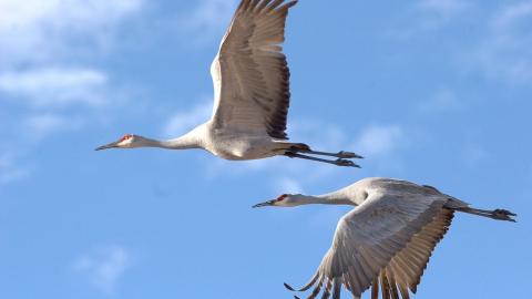 Migrating cranes.