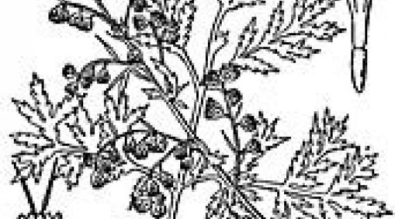 Artemisia annua is the source of a new teratment for malaria 